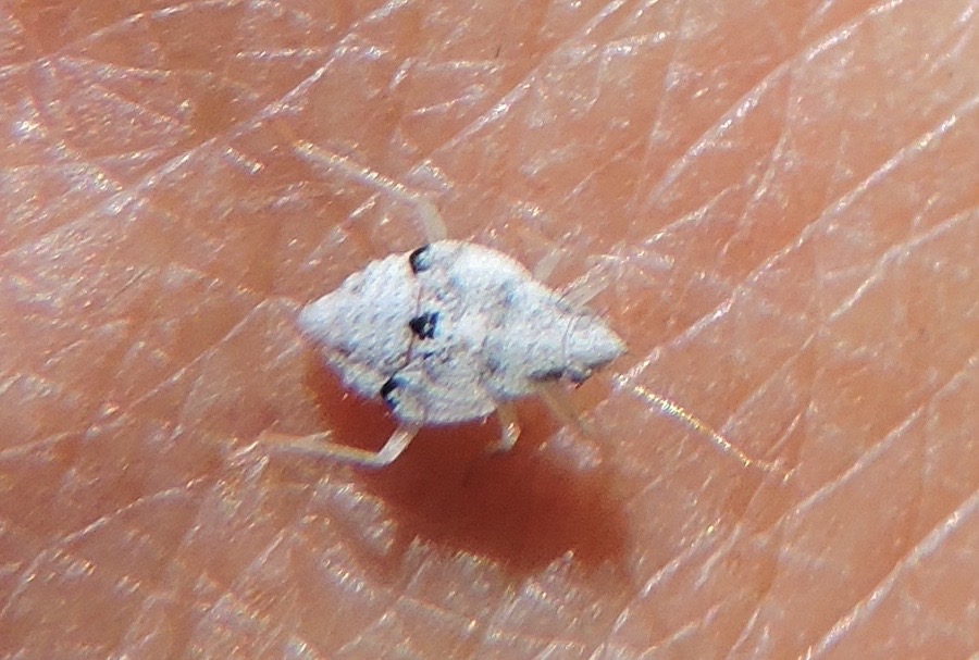 Springfield Plateau Biting White Bug